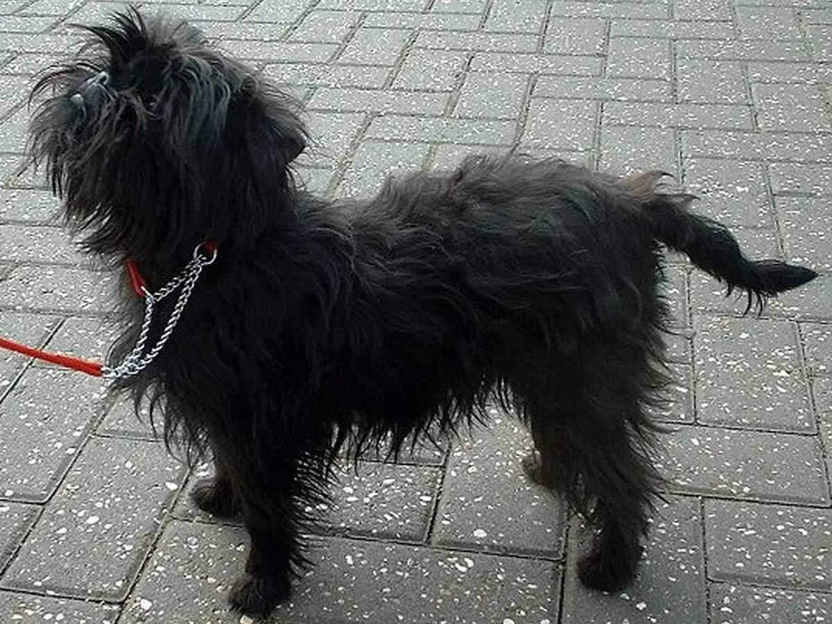 Affenpinscher 견종 사진