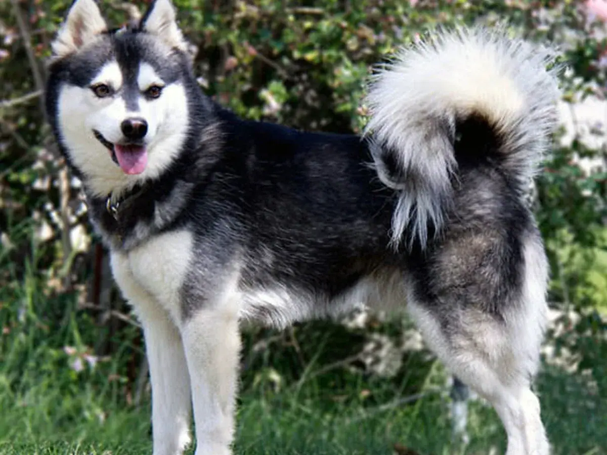 Alaskan Klee Kai 견종 사진