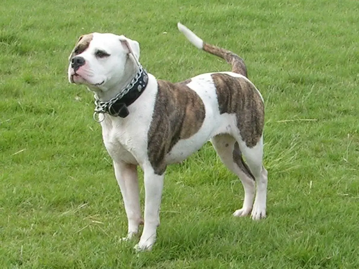 American Bulldog 견종 사진