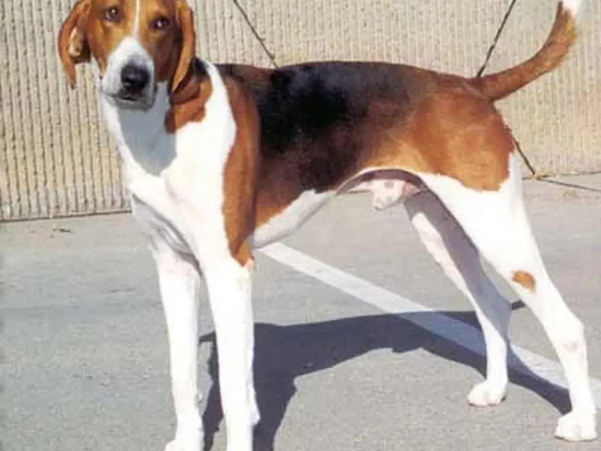 American Foxhound 견종 사진