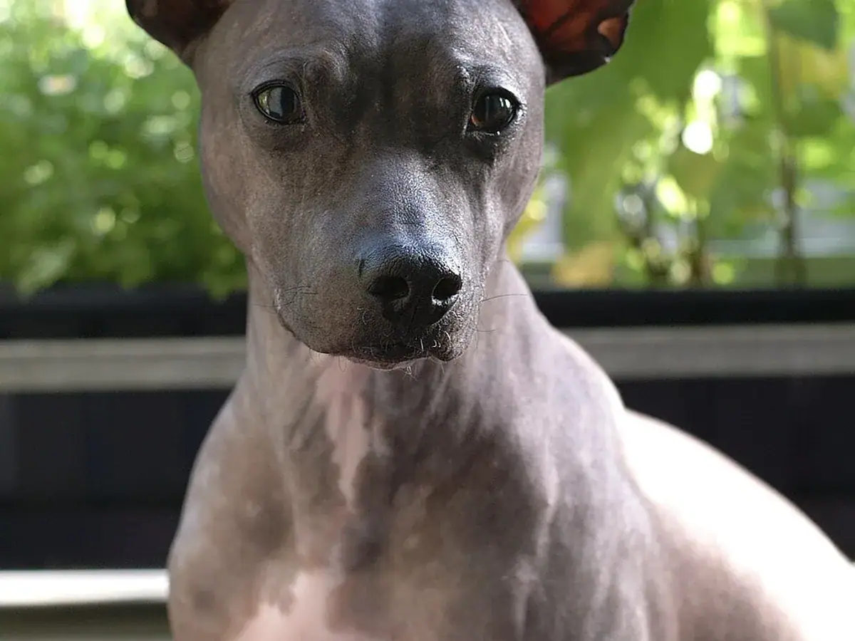 American Hairless Terrier 견종 사진