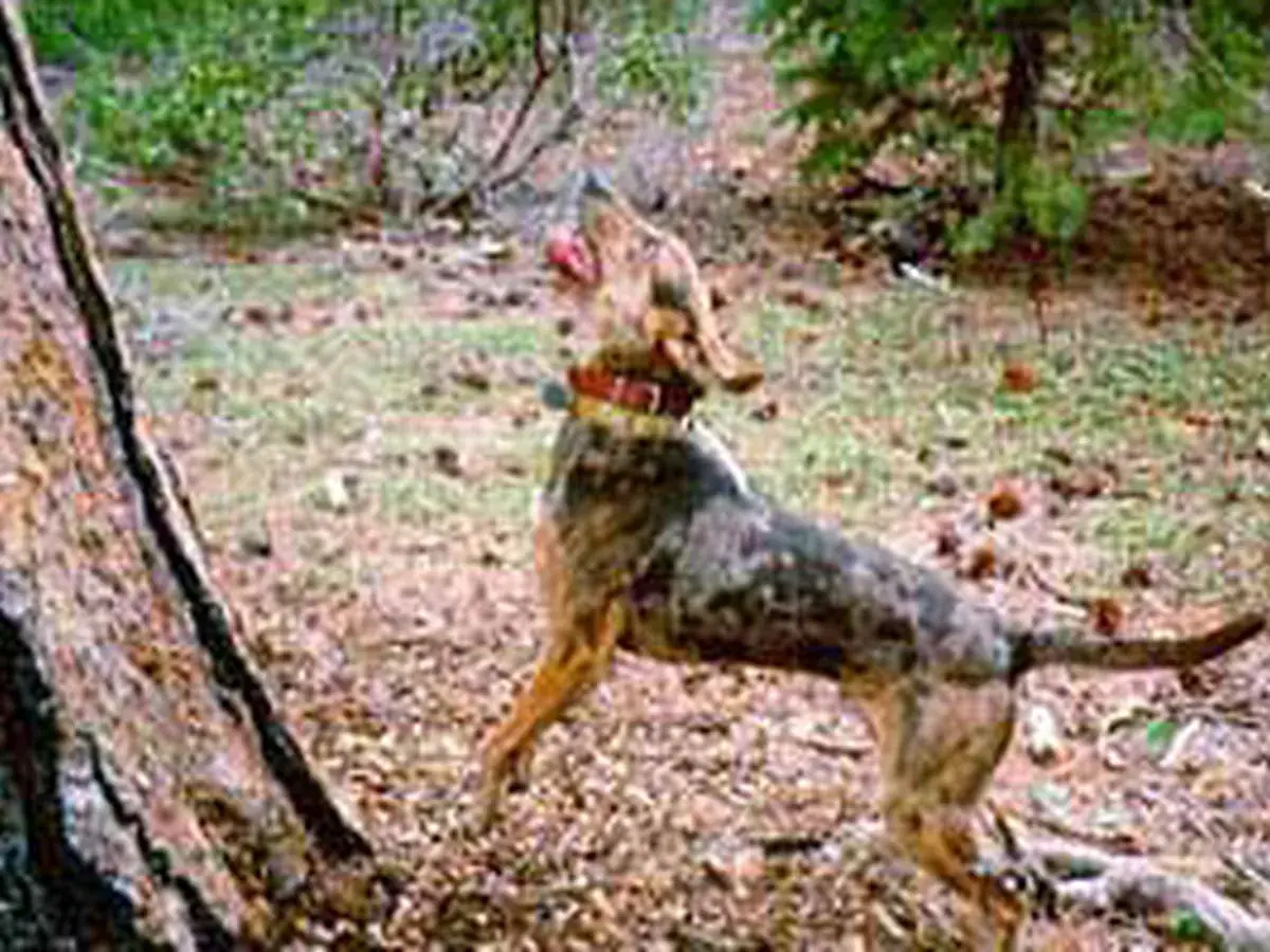 American Leopard Hound 견종 사진