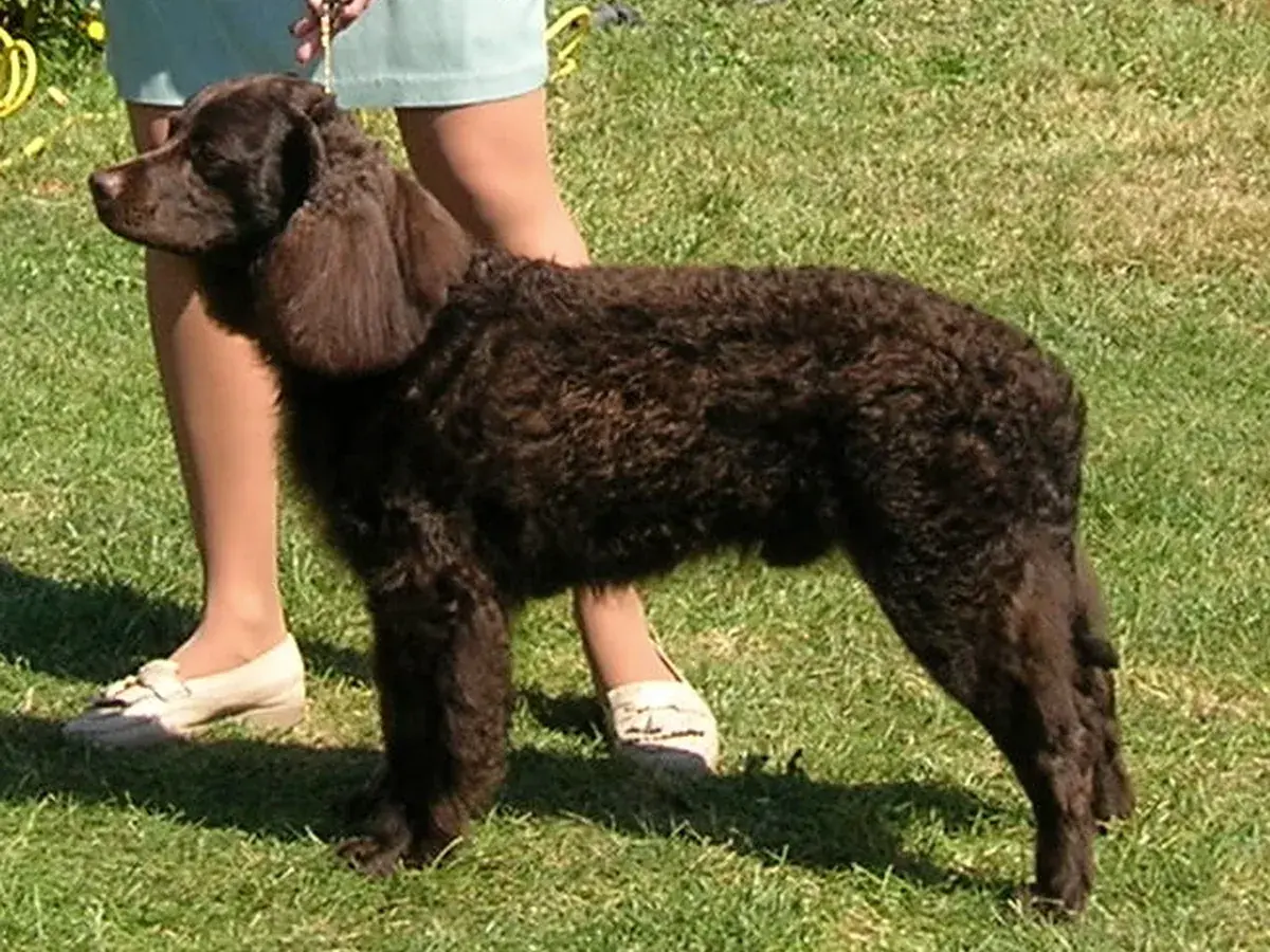 American Water Spaniel 견종 사진