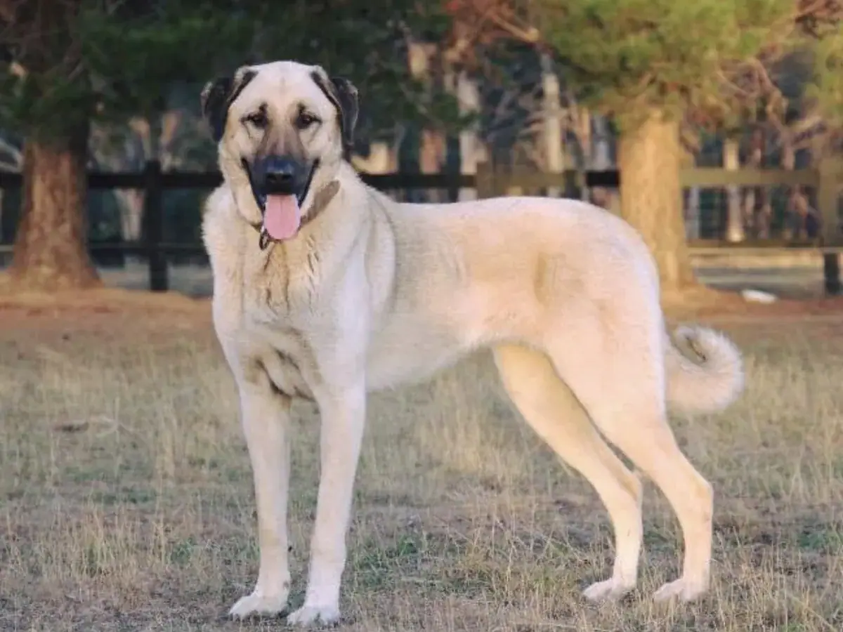 Anatolian Shepherd Dog 견종 사진