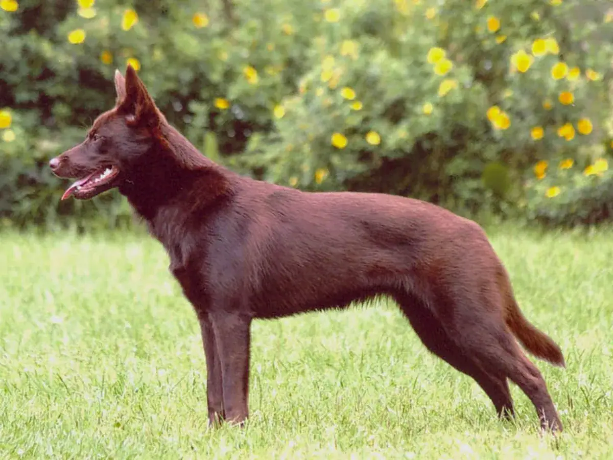 Australian Kelpie 견종 사진