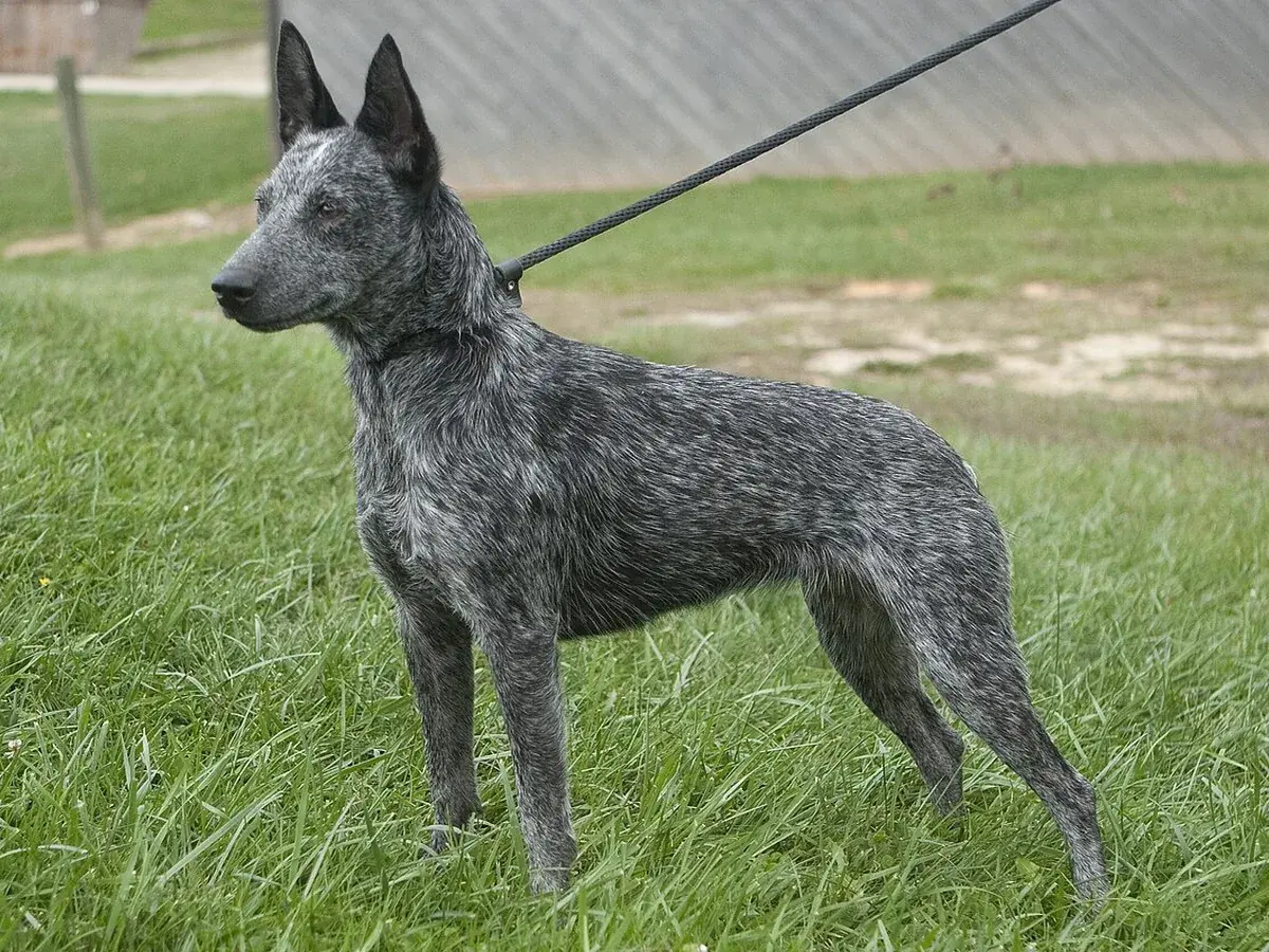 Australian Stumpy Tail Cattle Dog 견종 사진