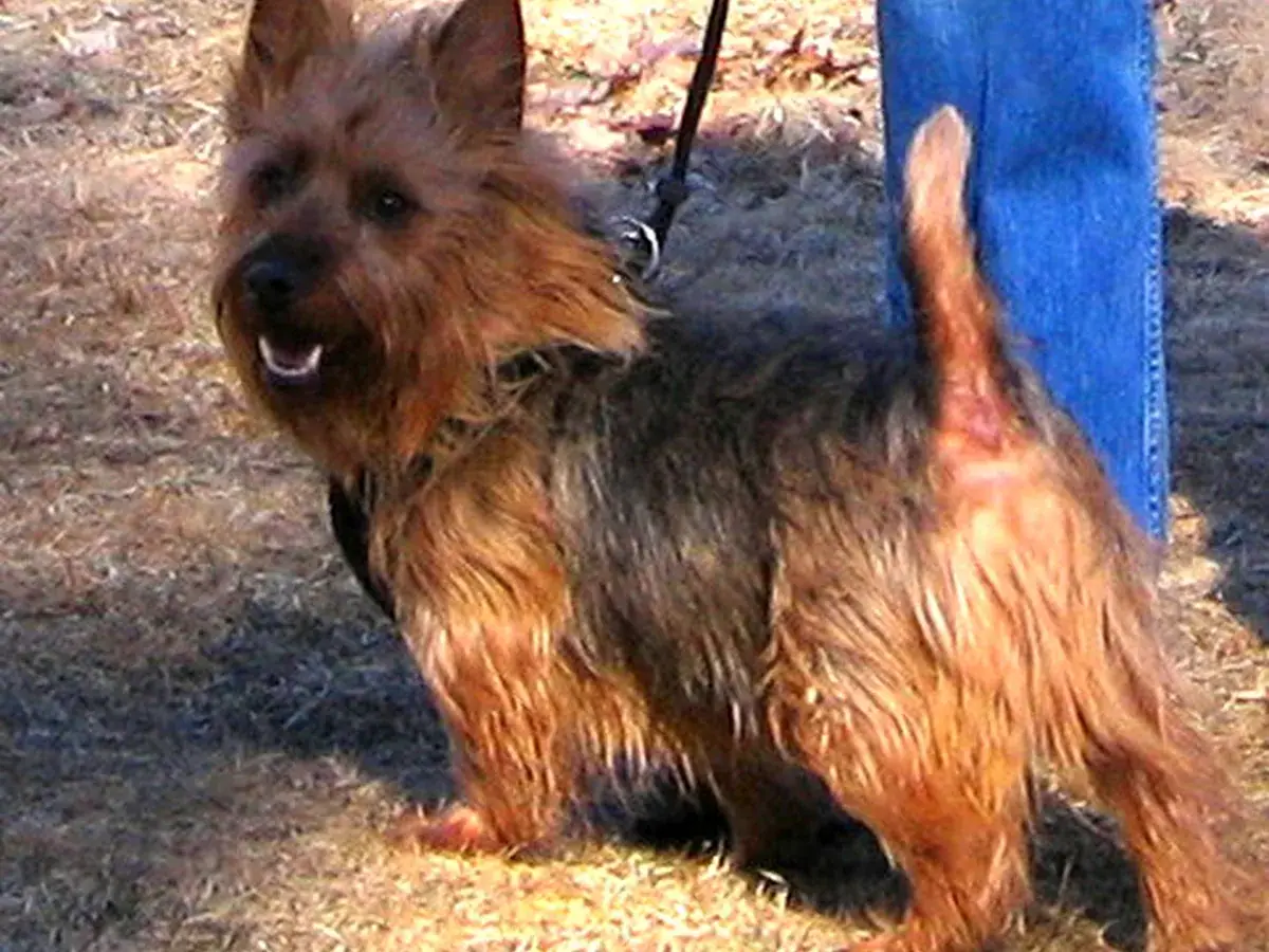 Australian Terrier 견종 사진