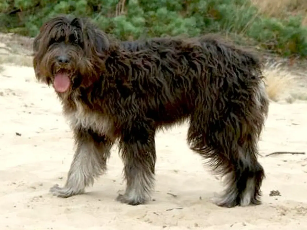 Barbado da Terceira 견종 사진