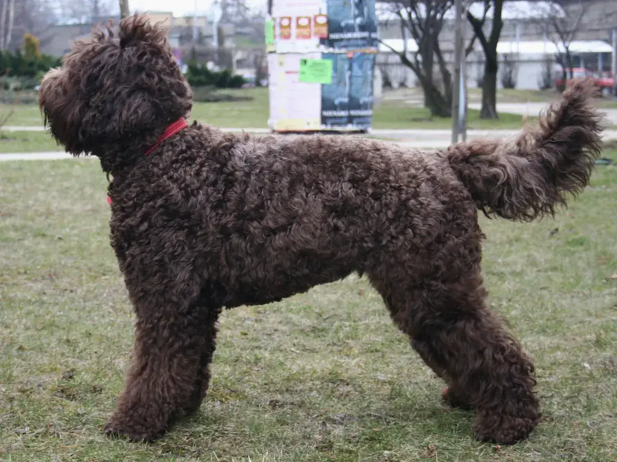 Barbet 견종 사진