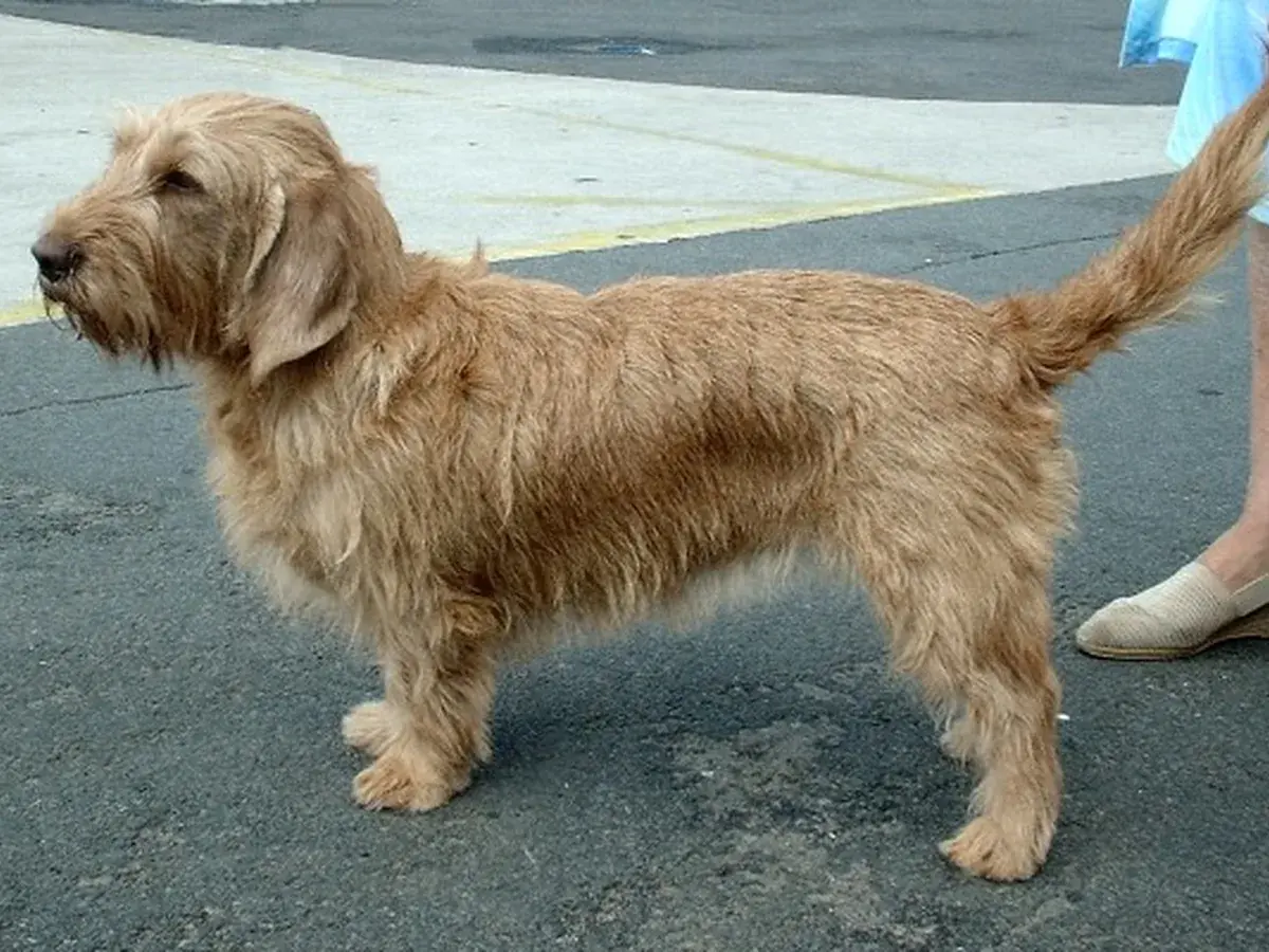 Basset Fauve de Bretagne 견종 사진
