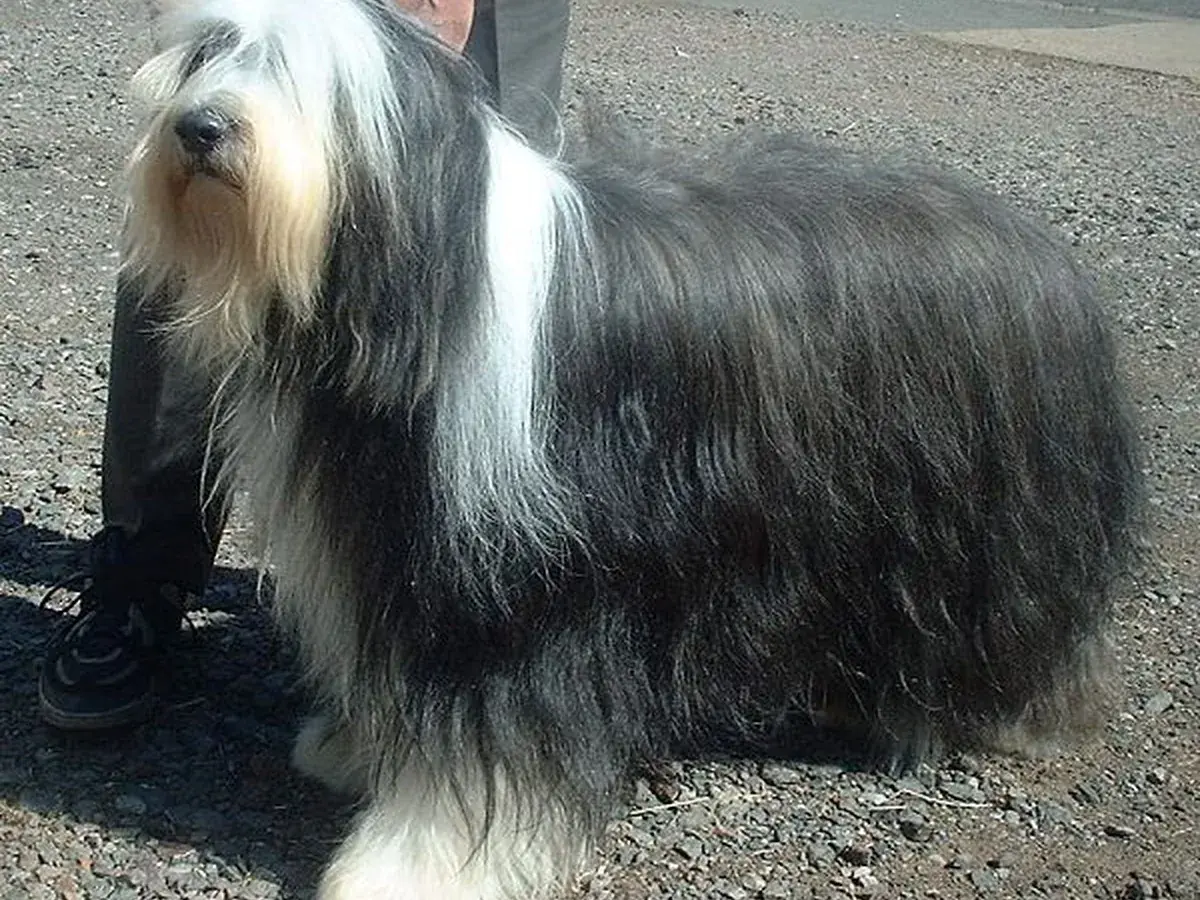 Bearded Collie 견종 사진