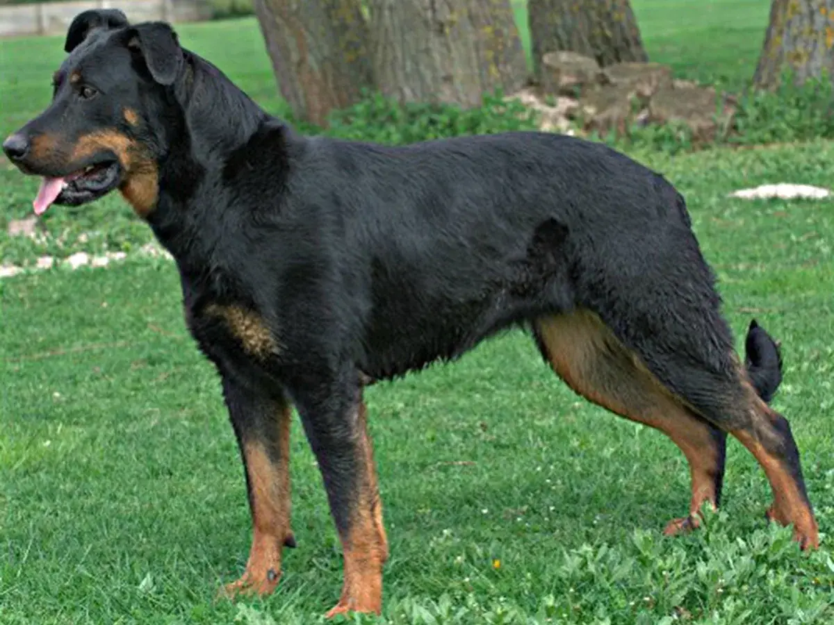 Beauceron 견종 사진