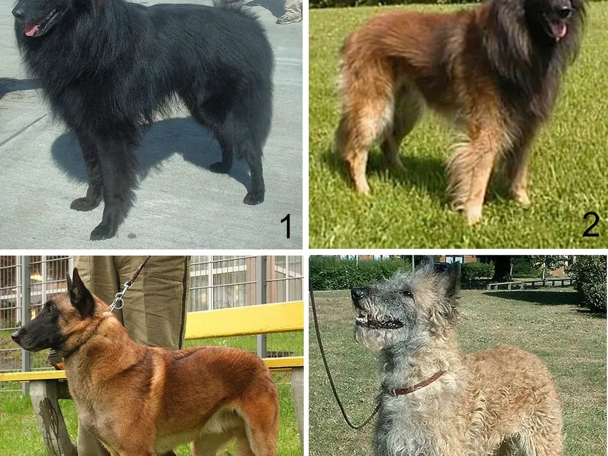 Belgian Tervuren 견종 사진