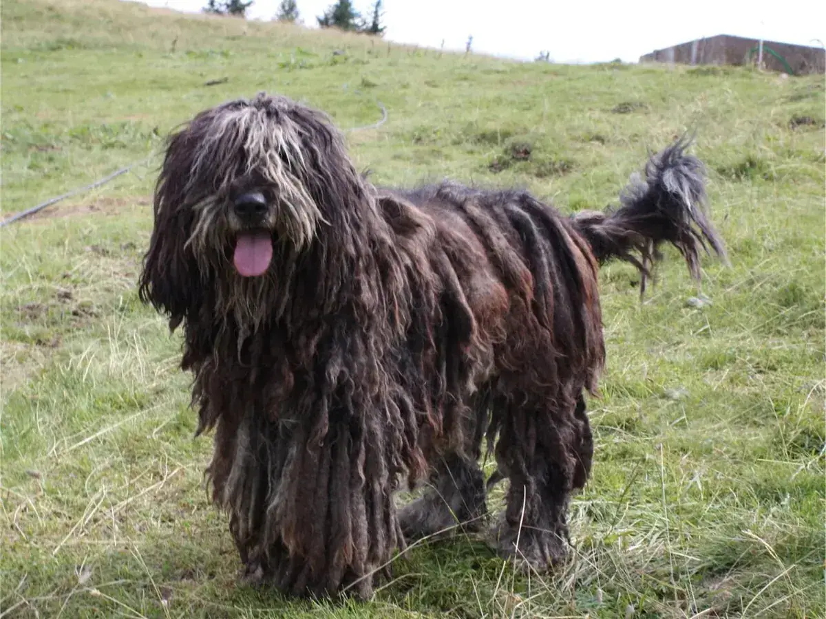 Bergamasco Sheepdog 견종 사진