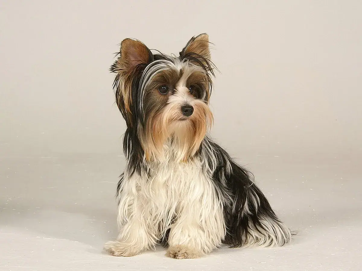 Biewer Terrier 견종 사진