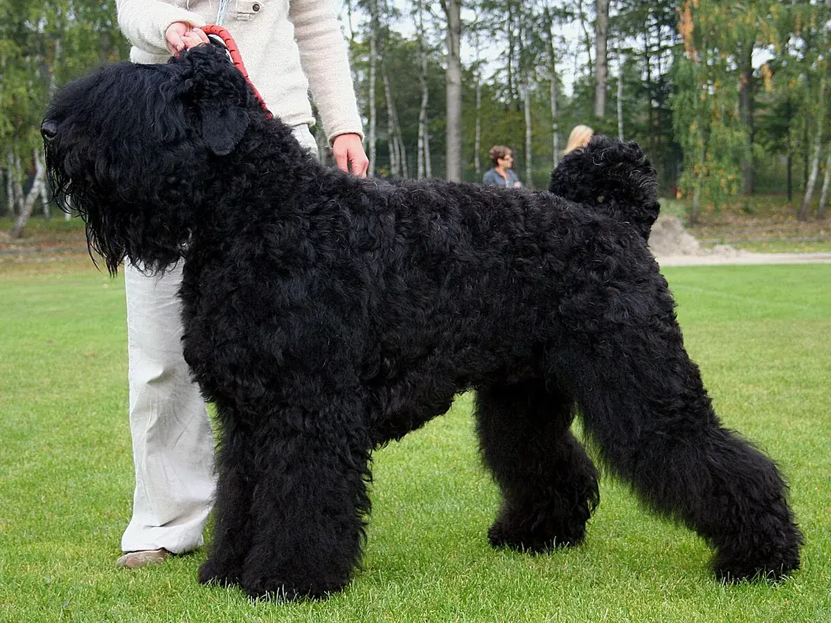 Black Russian Terrier 견종 사진