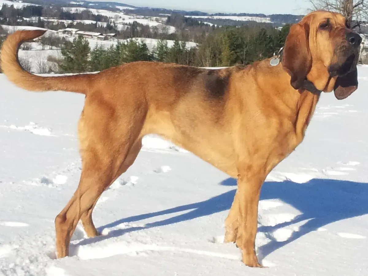 Bloodhound 견종 사진