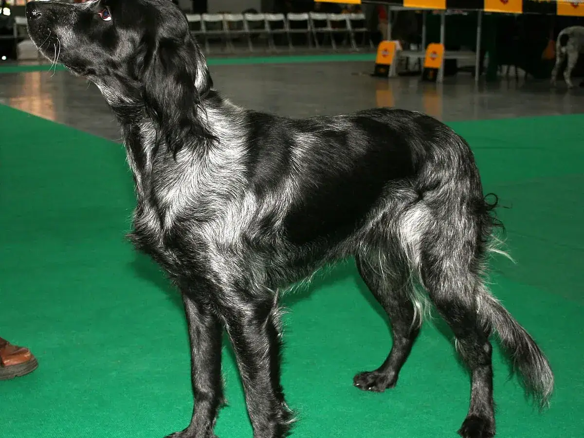 Blue Picardy Spaniel 견종 사진