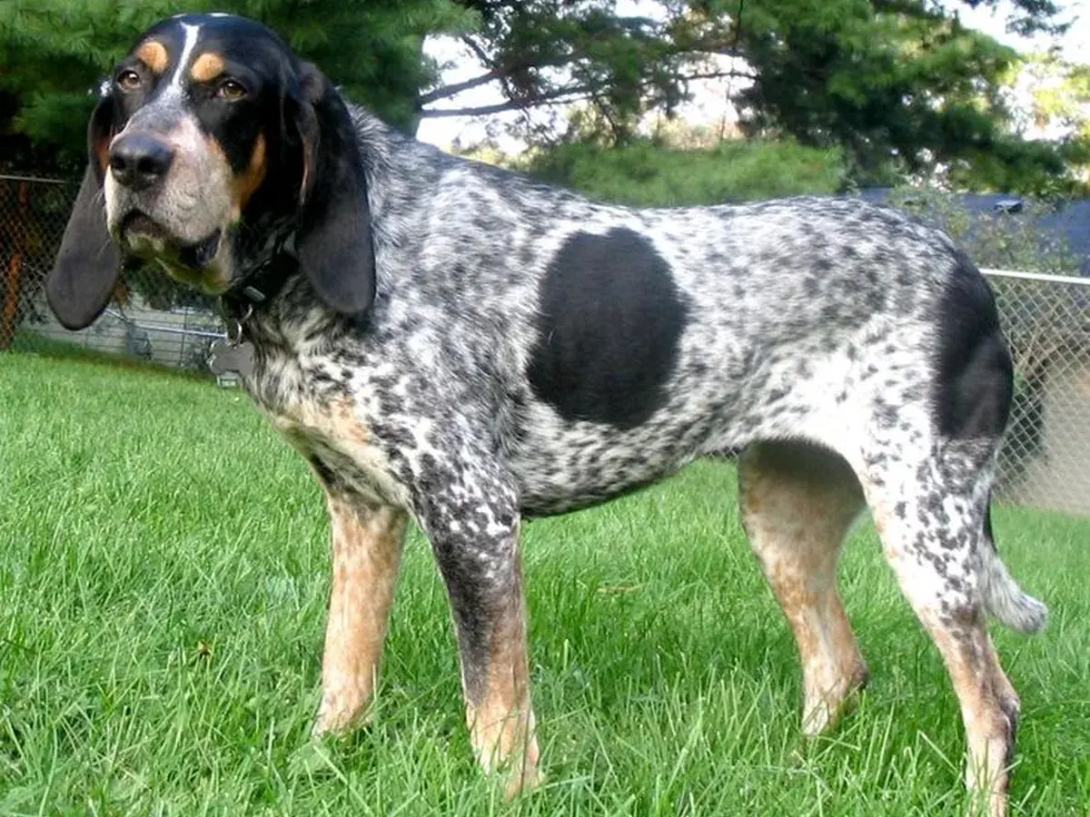 Bluetick Coonhound 견종 사진