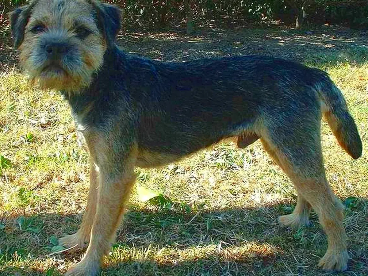 Border Terrier 견종 사진