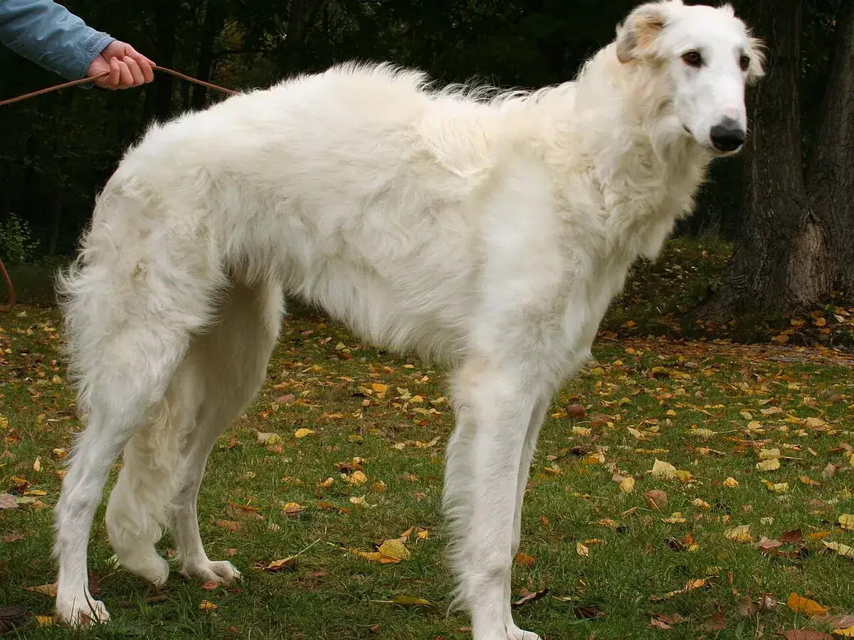 Borzoi 견종 사진