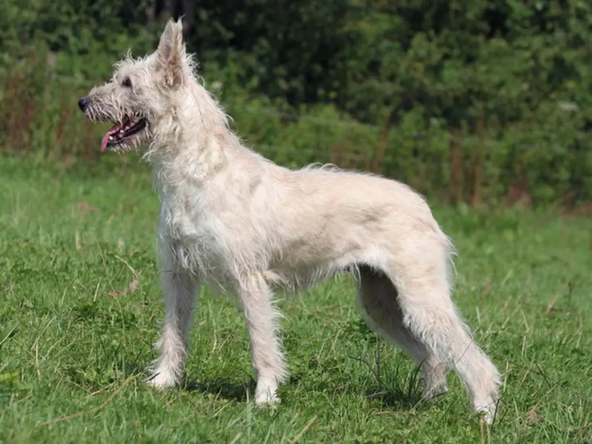 Bouvier des Ardennes 견종 사진
