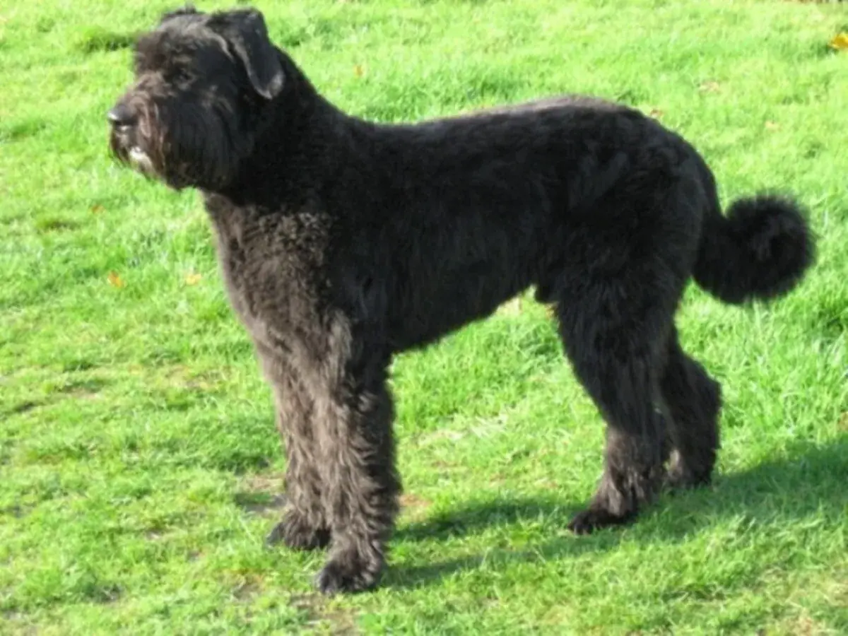 Bouvier des Flandres 견종 사진