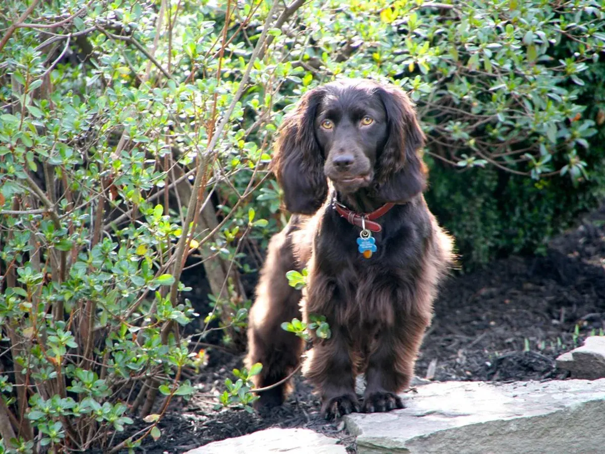 Boykin Spaniel 견종 사진