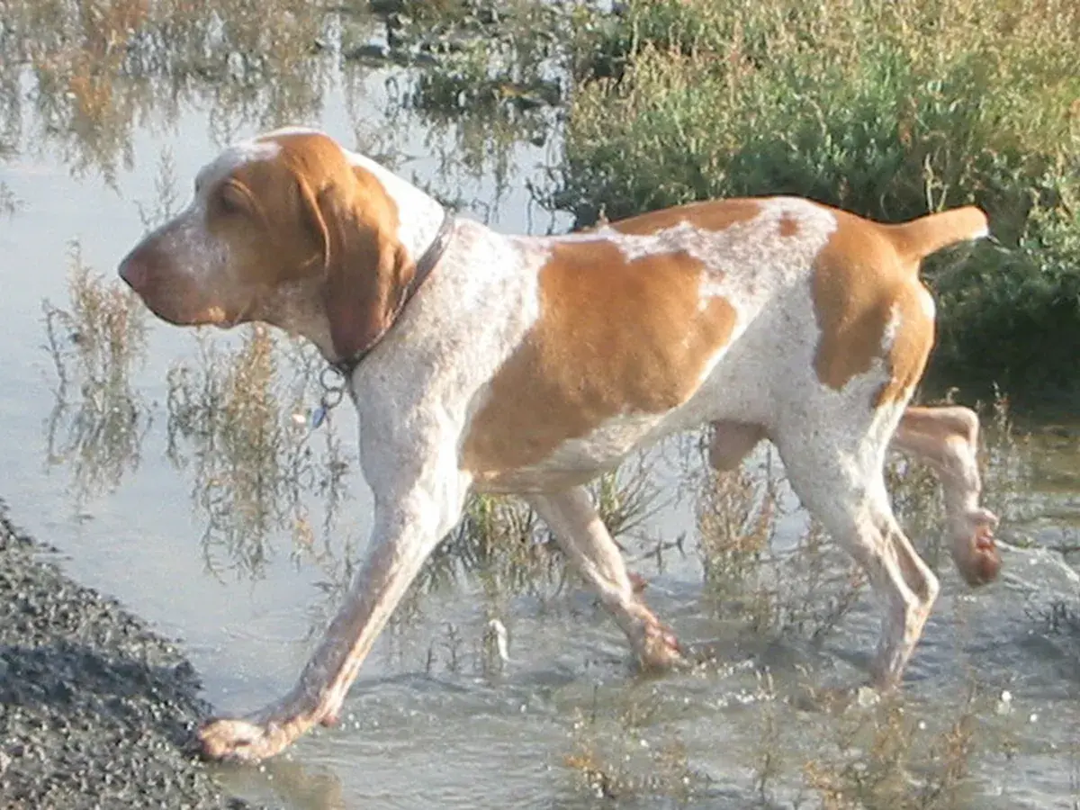 Bracco Italiano 견종 사진