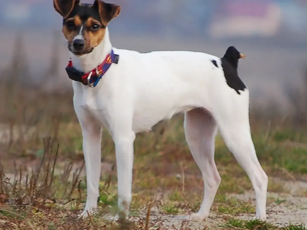 Brazilian Terrier 견종 사진