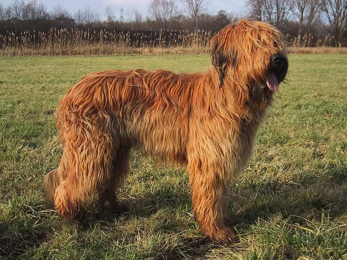 Briard 견종 사진