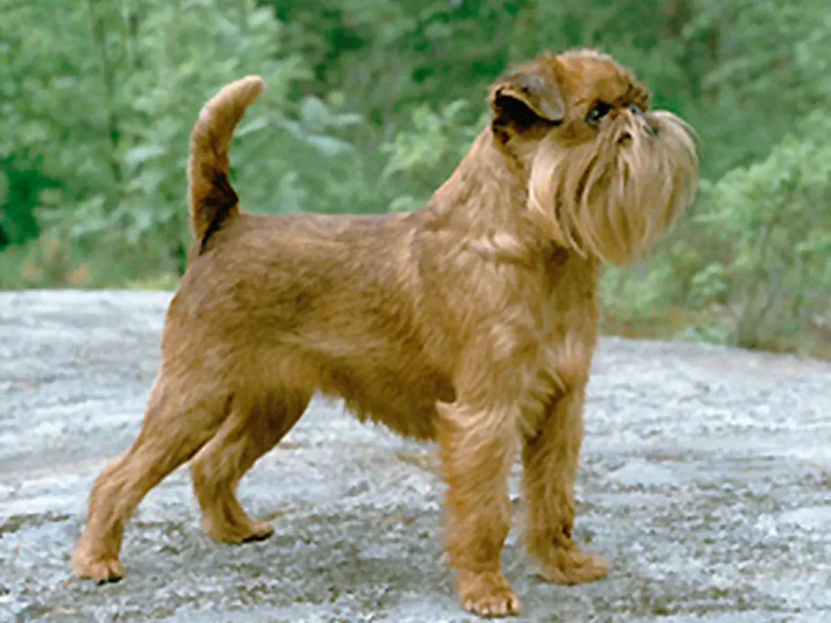 Brussels Griffon 견종 사진