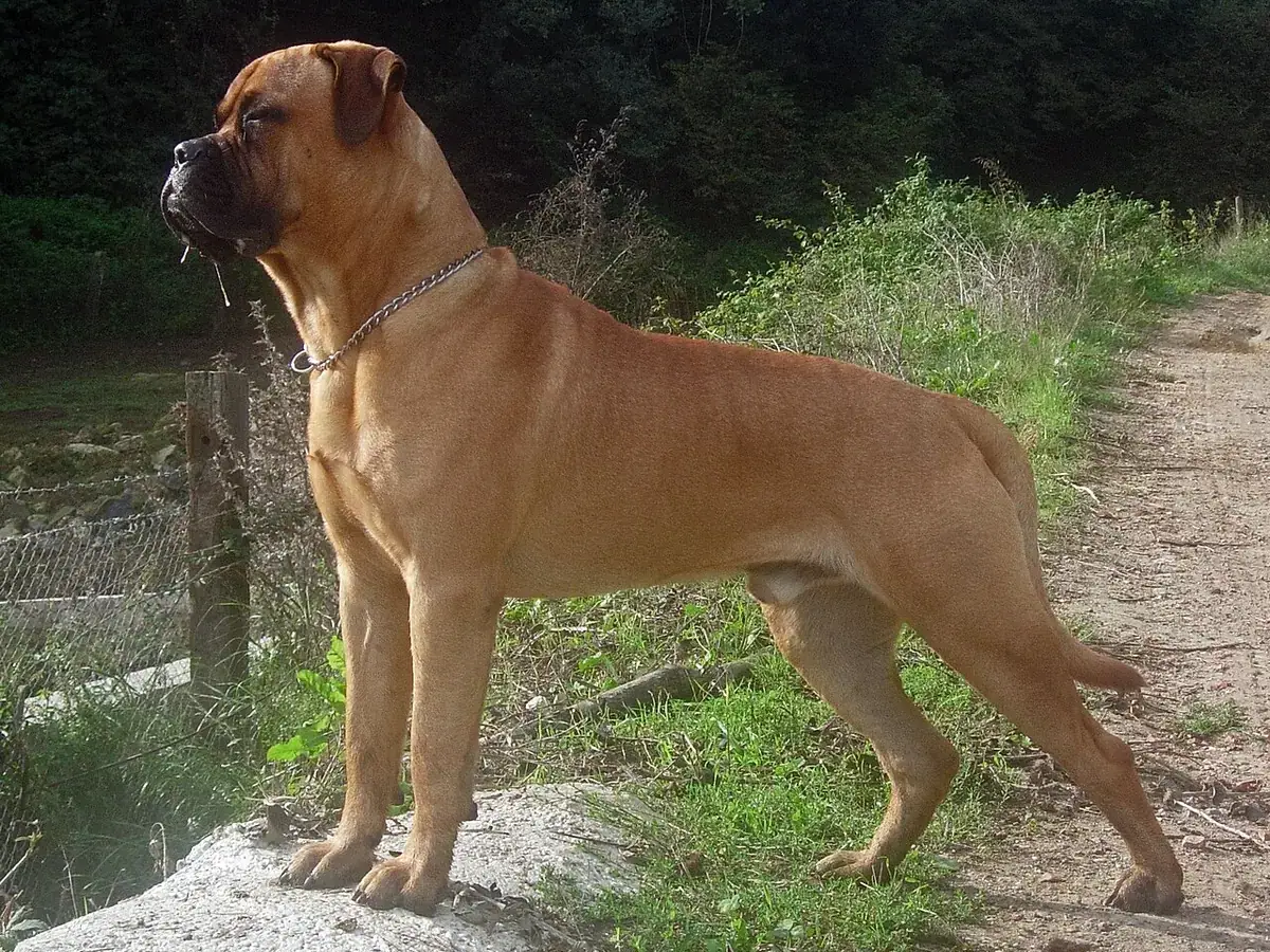 Bullmastiff 견종 사진