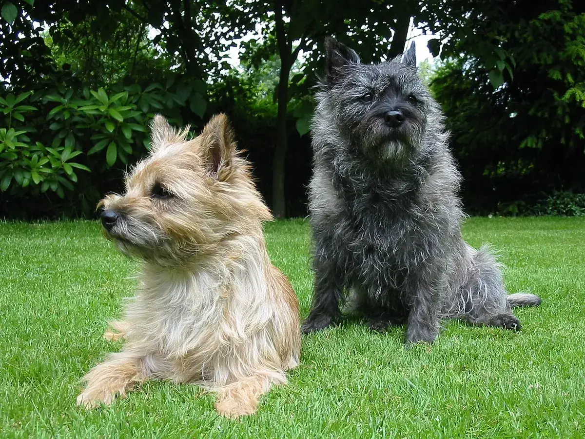 Cairn Terrier 견종 사진