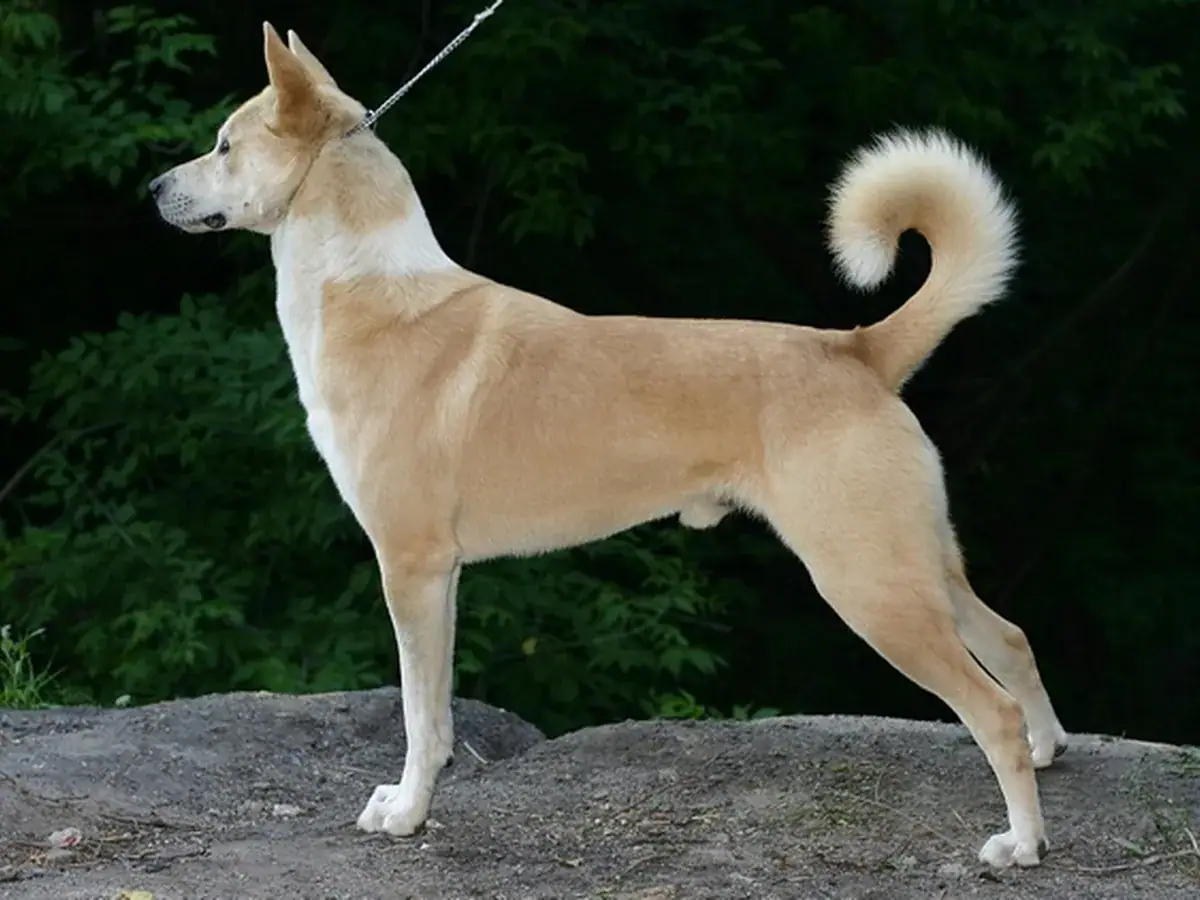 Canaan Dog 견종 사진
