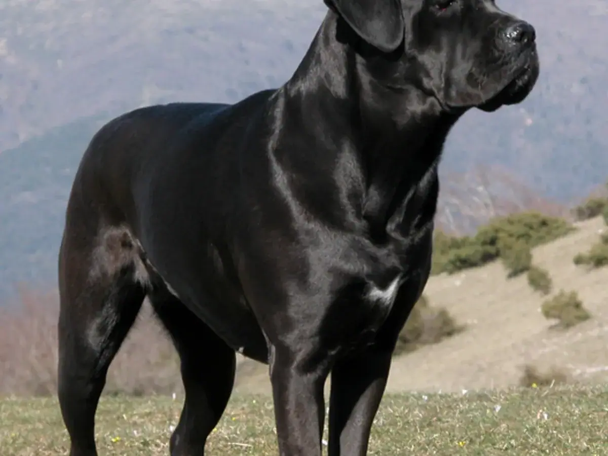 Cane Corso 견종 사진