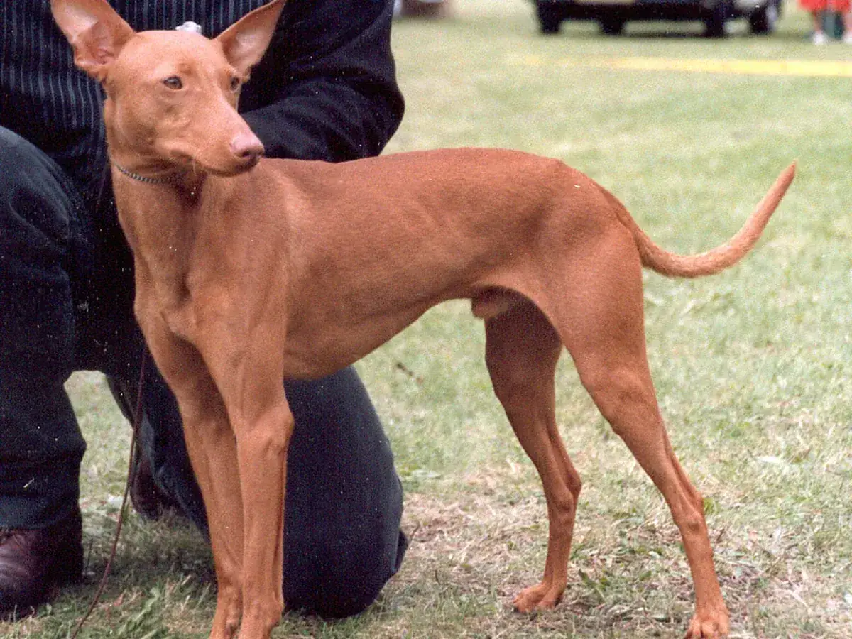 Cirneco dell'Etna 견종 사진