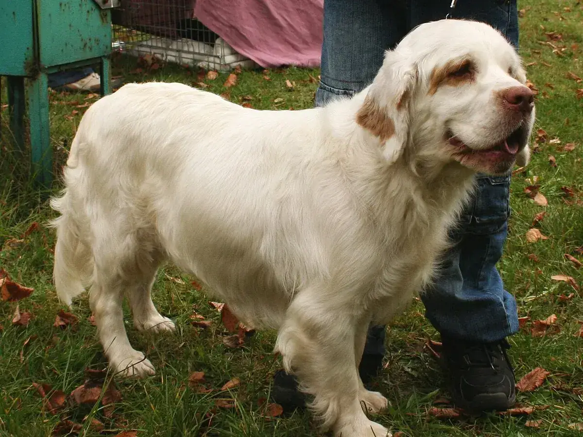 Clumber Spaniel 견종 사진