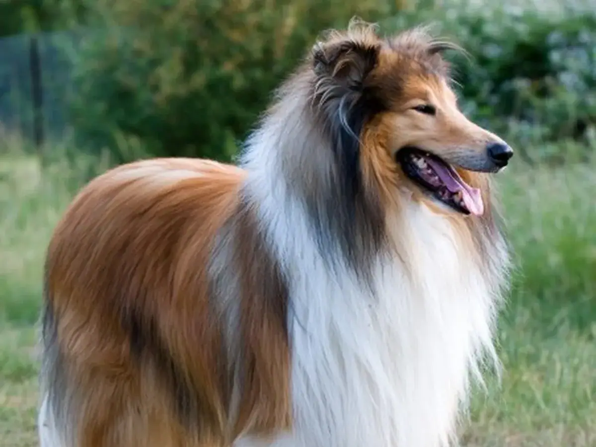 Collie 견종 사진
