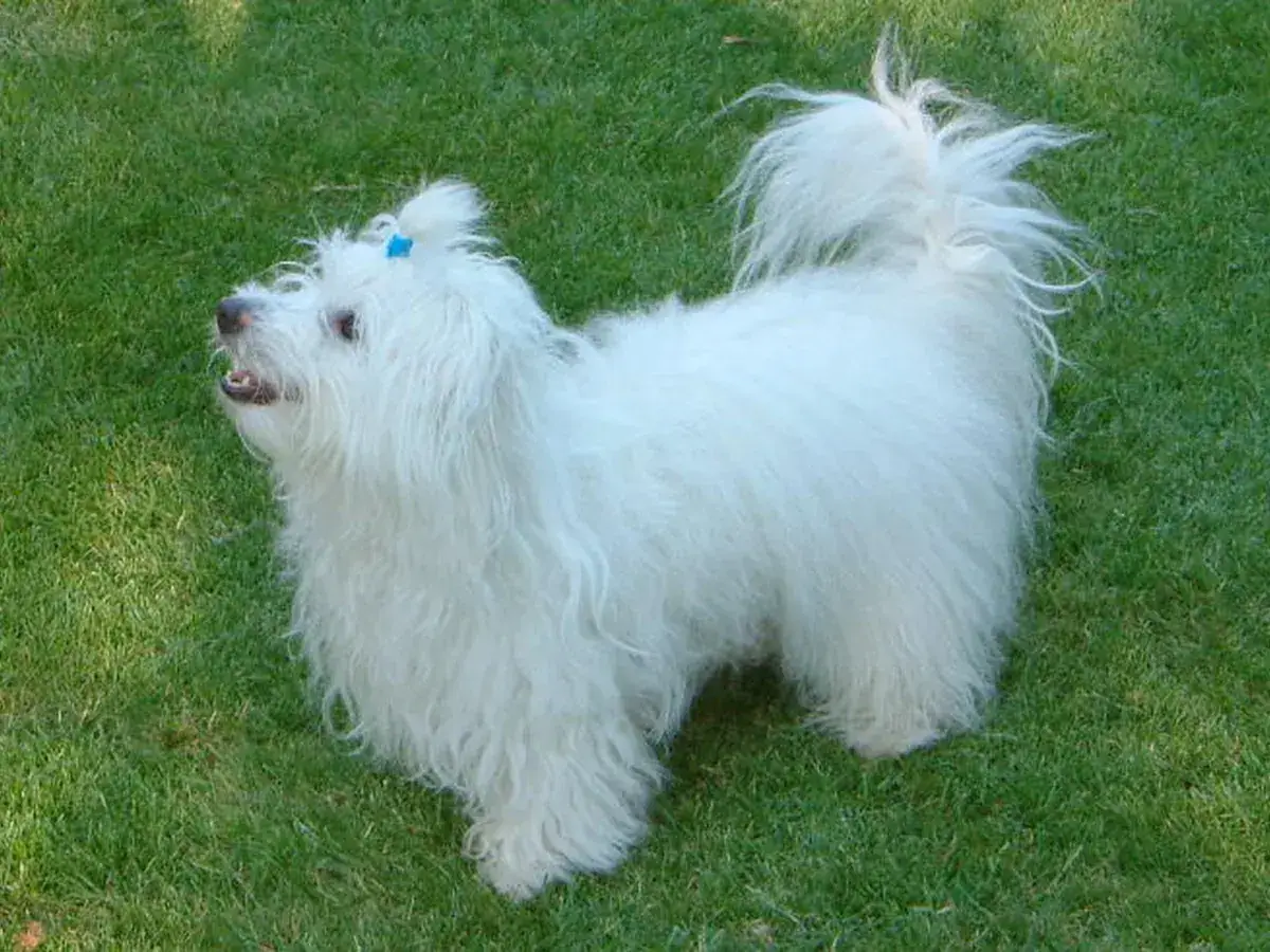 Coton de Tulear 견종 사진