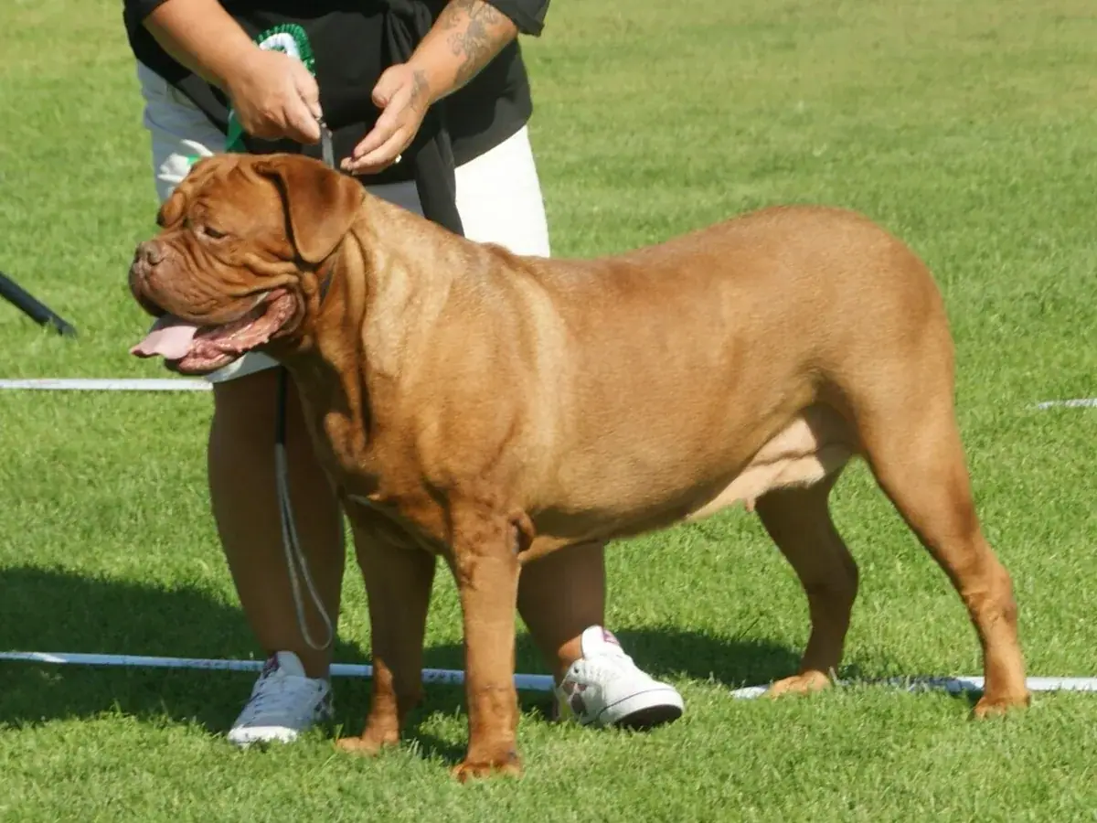 Dogue de Bordeaux 견종 사진