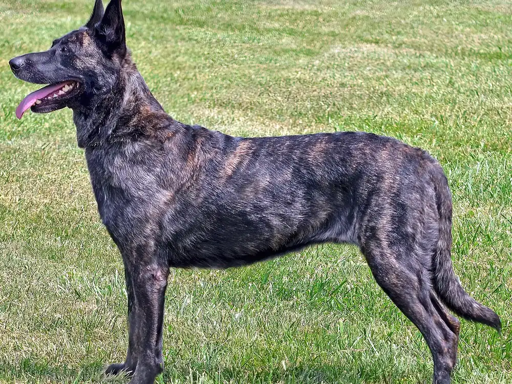 Dutch Shepherd 견종 사진