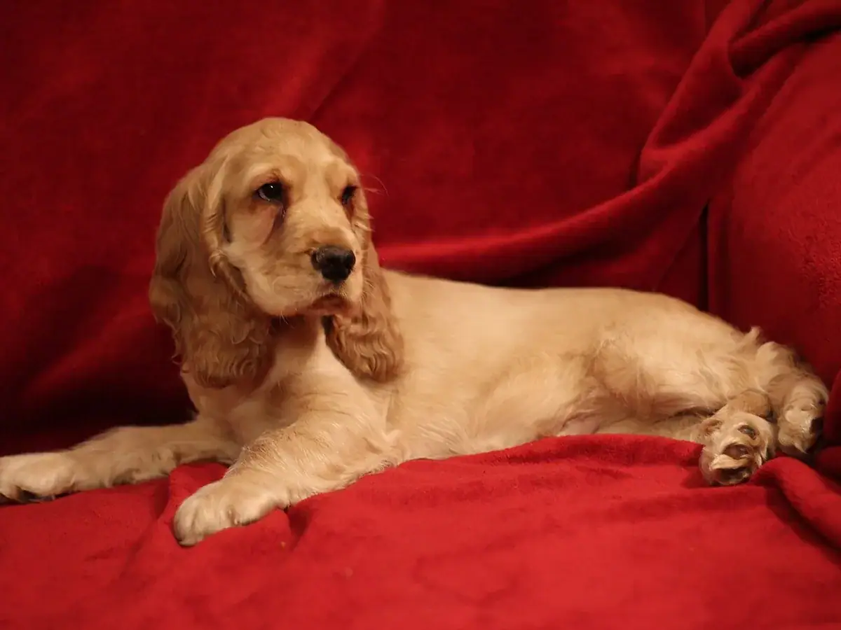 English Cocker Spaniel 견종 사진