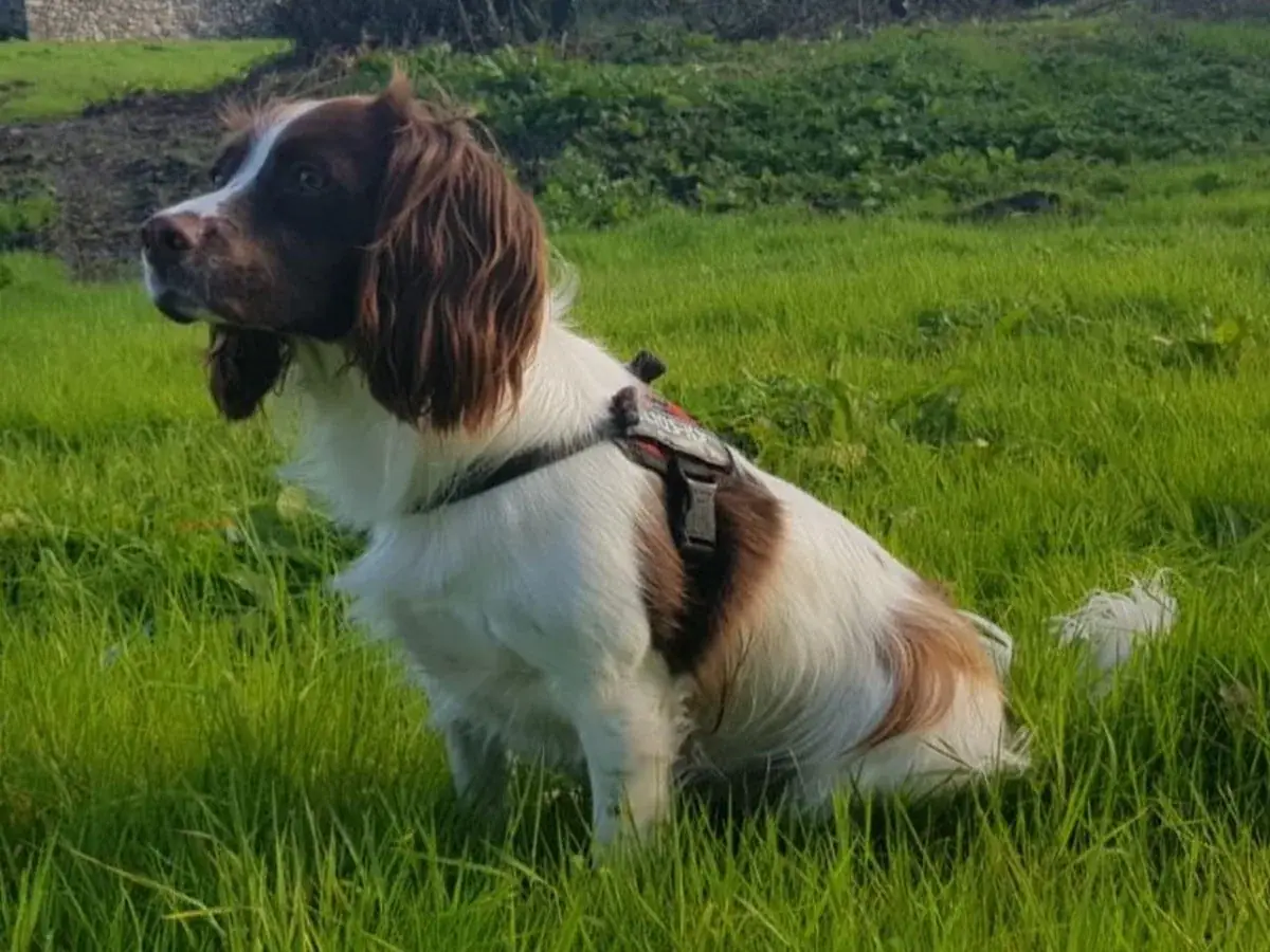 English Springer Spaniel 견종 사진