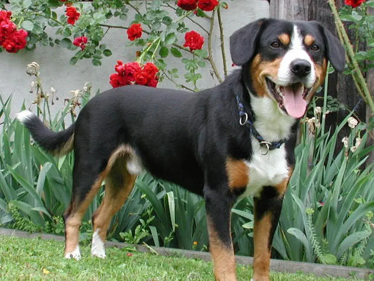 Entlebucher Mountain Dog 견종 사진