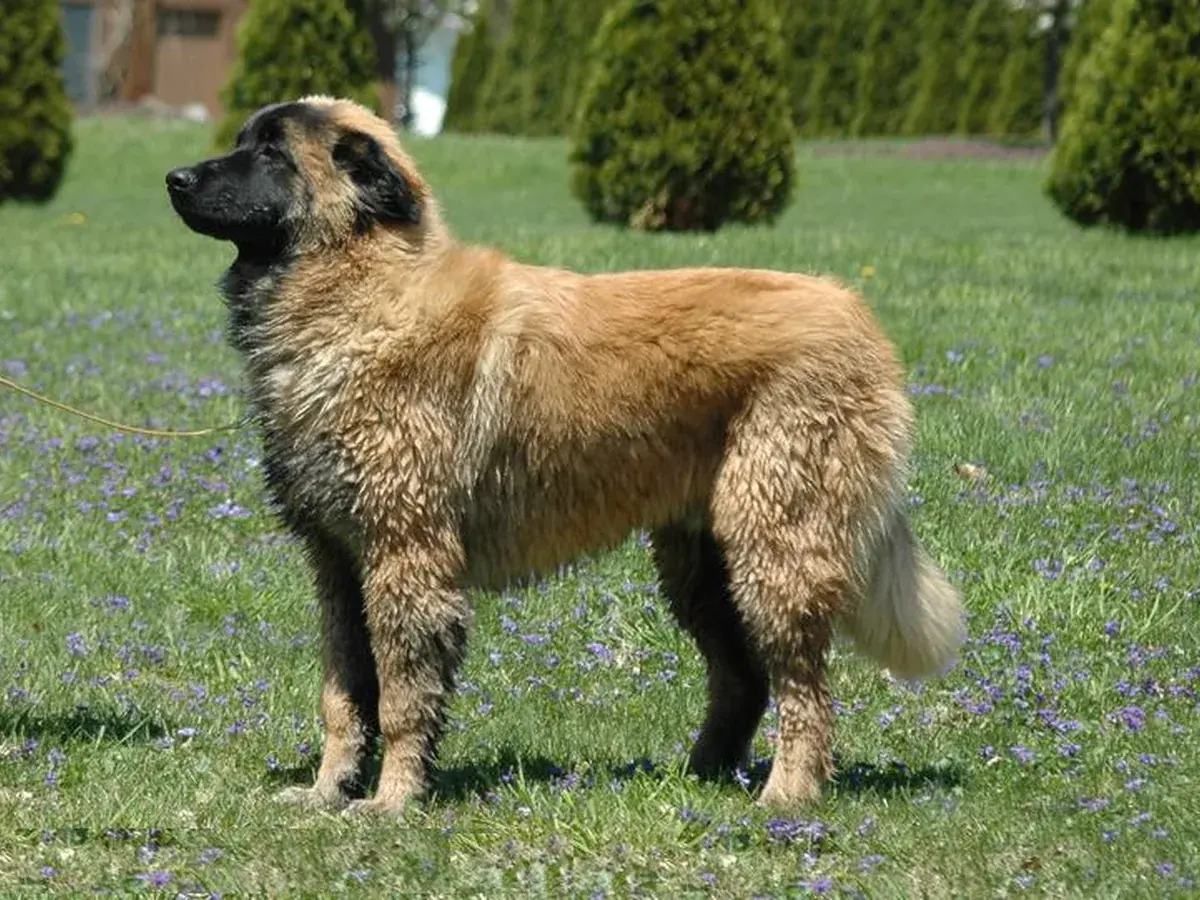 Estrela Mountain Dog 견종 사진