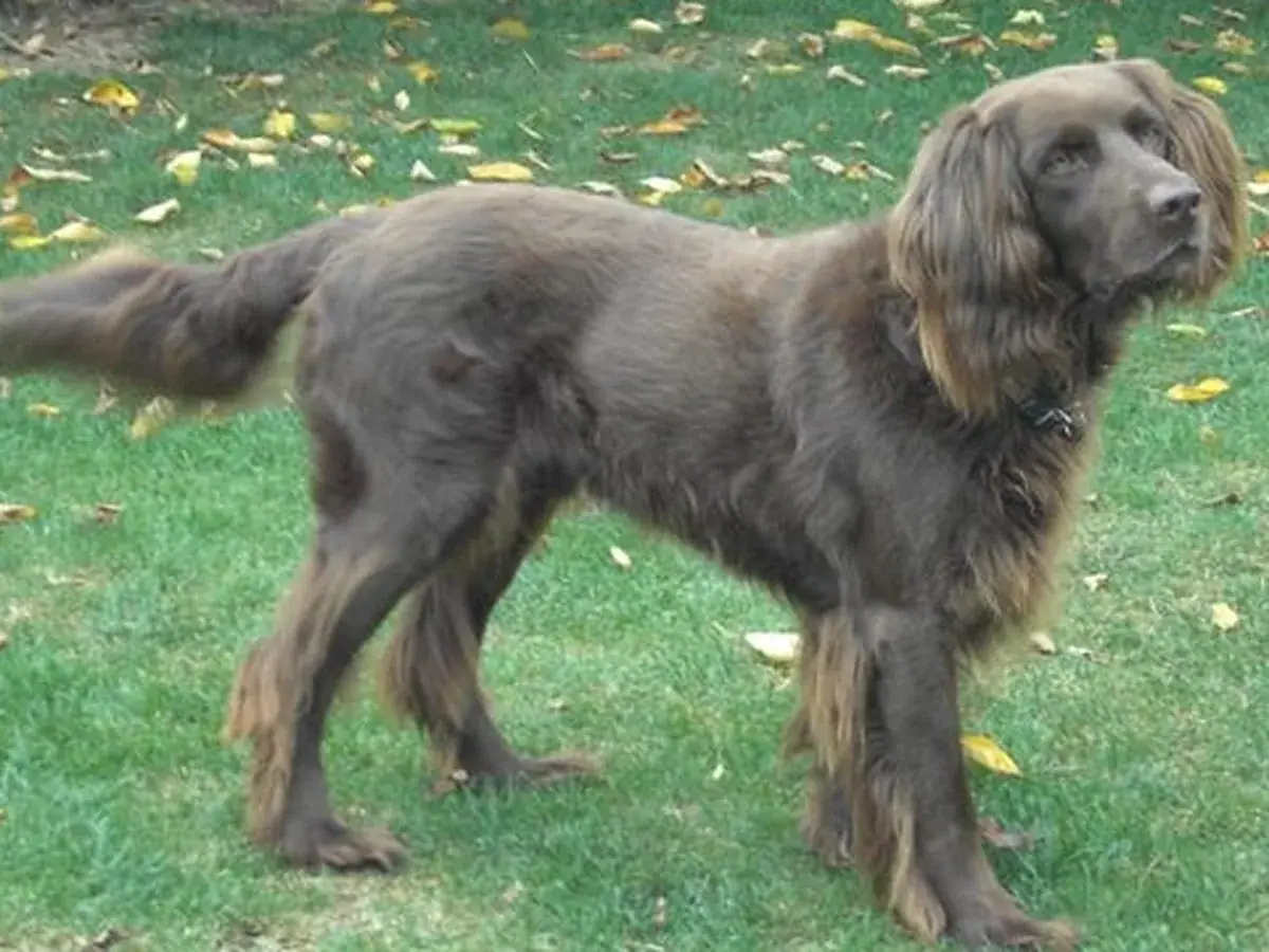 German Longhaired Pointer 견종 사진