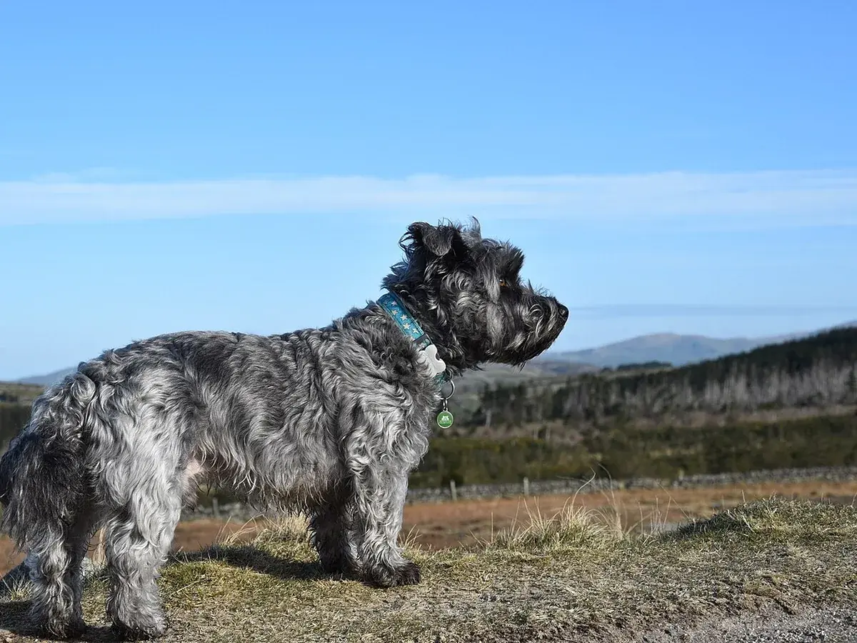 Glen of Imaal Terrier 견종 사진
