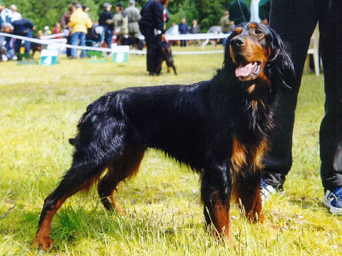 Gordon Setter 견종 사진