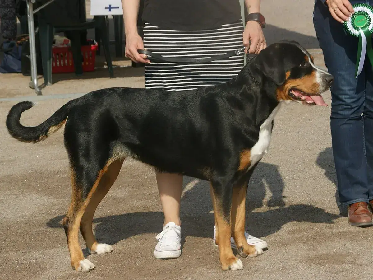 Greater Swiss Mountain Dog 견종 사진